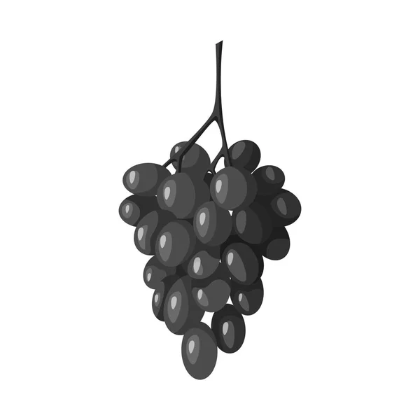 Projeto vetorial de cacho e sinal de uva. Conjunto de cachos e vinhedos ilustração vetorial . — Vetor de Stock