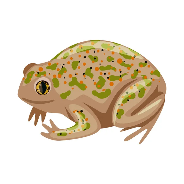 Изолированный объект жабы и тропического символа. Коллекция векторных иллюстраций жаб и зеленых растений . — стоковый вектор