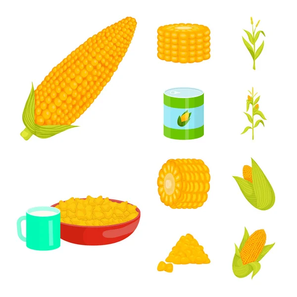 Ilustracja wektorowa kukurydzy i symbolu żywności. Kolekcja kukurydzy i ikona wektora upraw dla zapasów. — Wektor stockowy