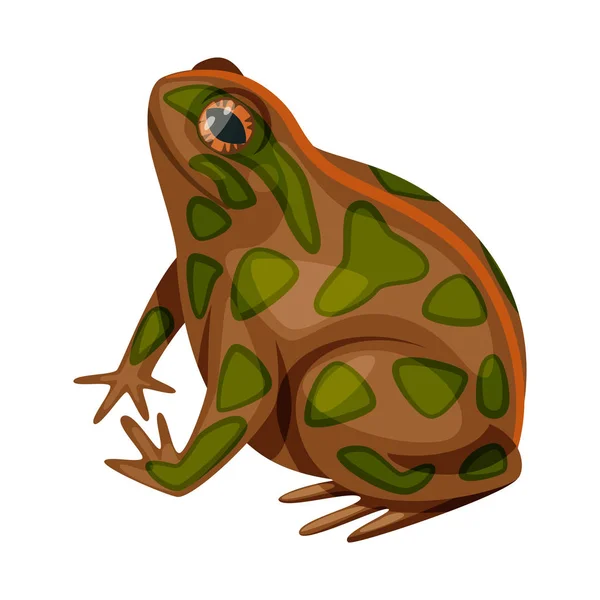 Objet isolé de crapaud et signe biologique. Collection de crapaud et icône vectorielle tropicale en stock . — Image vectorielle