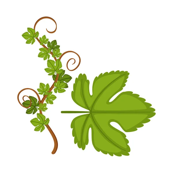 Diseño vectorial del logotipo de la uva y la hoja. Conjunto de uva y textura símbolo de stock para web . — Vector de stock