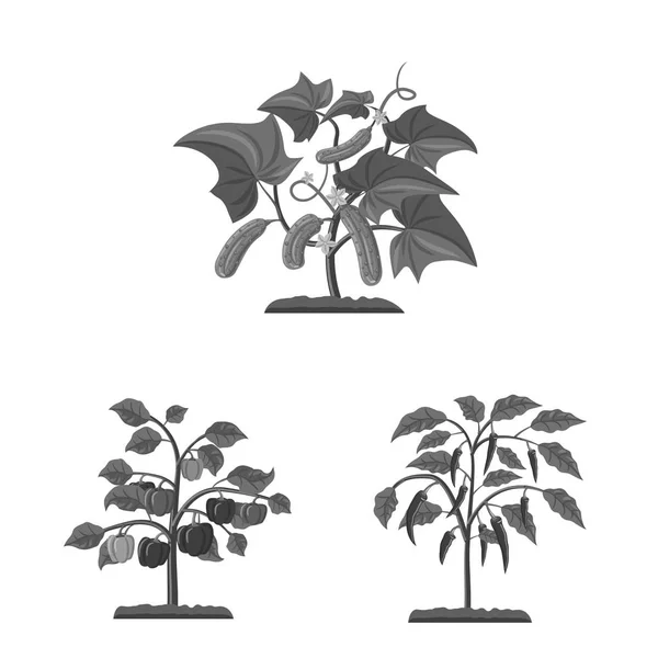 온실, 식물 상징의 고립 된 개체입니다. 온실 및 정원 주식 벡터 일러스트 레이 션의 설정. — 스톡 벡터