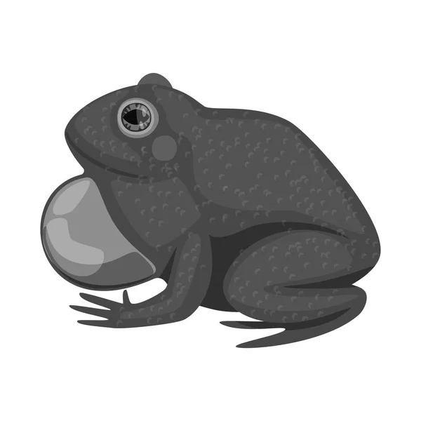 Изолированный объект иконы жабы и биологии. Набор векторных иллюстраций жаб и коричневых камней . — стоковый вектор