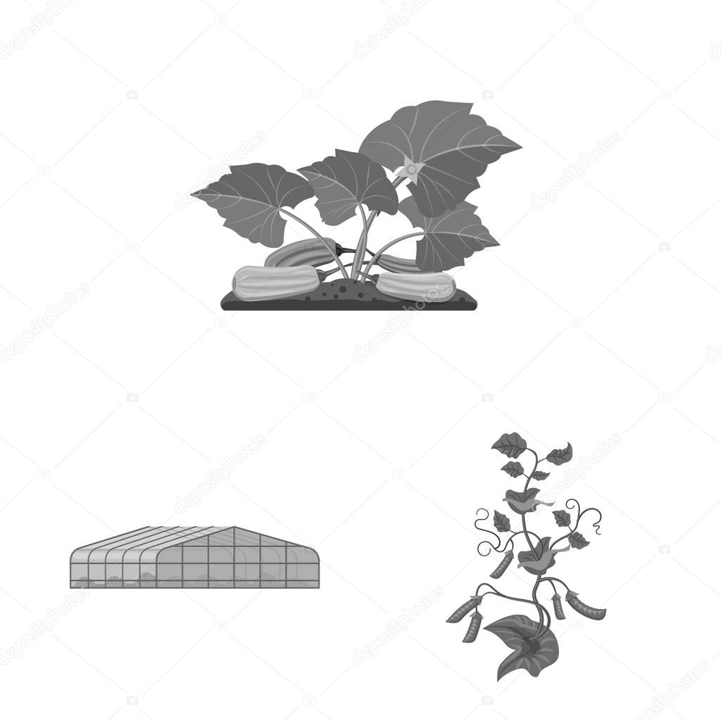 Isolated object of greenhouse and plant symbol. Set of greenhouse and garden stock vector illustration.