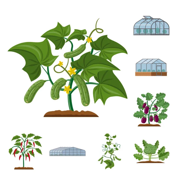 Ilustracja wektorowa roślin cieplarnianych i ikony. Kolekcja cieplarnianych i ogród symbol giełdowy dla sieci web. — Wektor stockowy