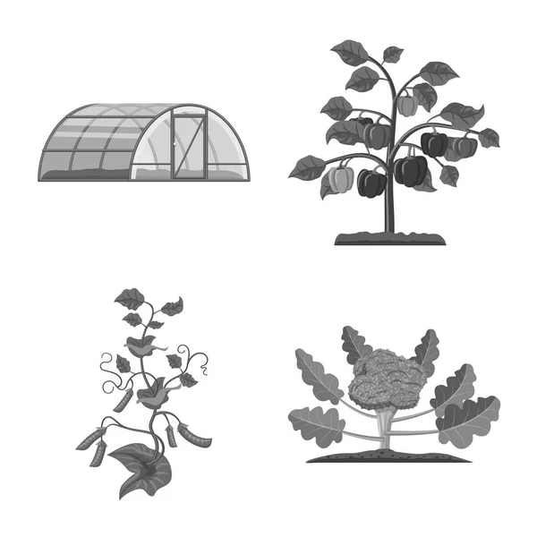 Progettazione vettoriale di serra e icona della pianta. Serie di serra e giardino stock vettoriale illustrazione . — Vettoriale Stock