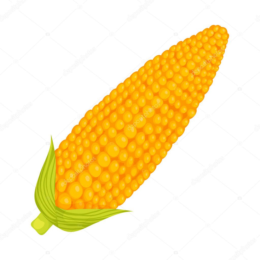 Isolated object of corn and sweetcorn sign. Set of corn and ripe stock symbol for web.