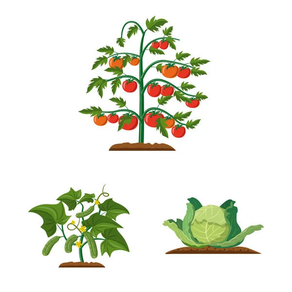 Wektor ilustracja znak cieplarnianych i roślin. Kolekcja cieplarnianych i ogród symbol giełdowy dla sieci web. — Wektor stockowy