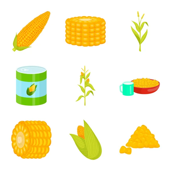 Diseño vectorial del maíz y el icono de los alimentos. Colección de maíz e ilustración del vector de stock de cultivos . — Vector de stock