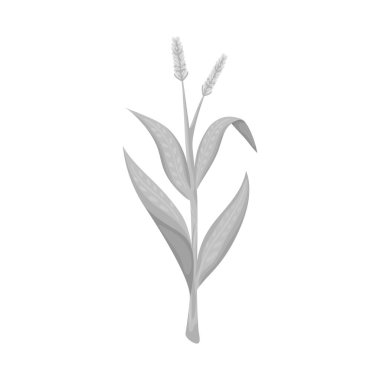 Tatlı ve mısır sembolü vektör tasarımı. Tatlı ve botanik stok vektör illüstrasyon koleksiyonu.