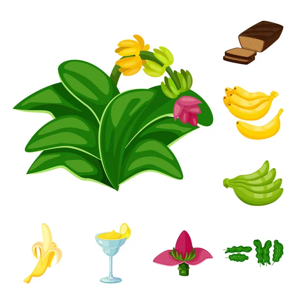 Ilustración vectorial del icono tropical y maduro. Colección de símbolo de reserva tropical y de potasio para la tela . — Vector de stock