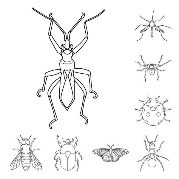 Vector illustration of insect and fly icon. Collection of insect and element stock vector illustration. — Stock Vector