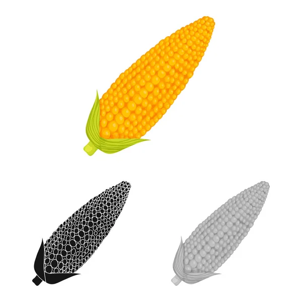 Vektorillustration von Mais und Zuckermais-Symbol. Mais und reifes Aktiensymbol für das Netz. — Stockvektor