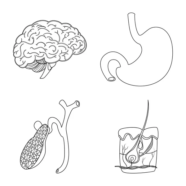 Illustration vectorielle du corps et du logo humain. Ensemble de corps et symbole de stock médical pour la toile . — Image vectorielle