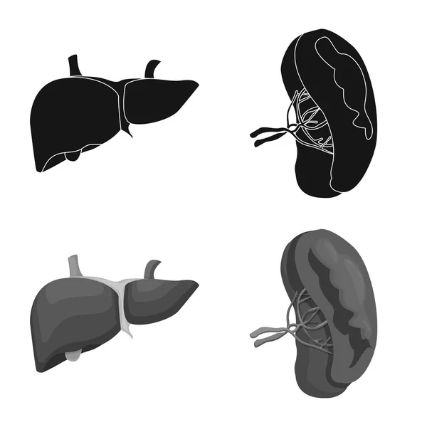 Ilustración vectorial del cuerpo y del icono humano. Colección de ilustración de vectores de cuerpo y stock médico . — Archivo Imágenes Vectoriales