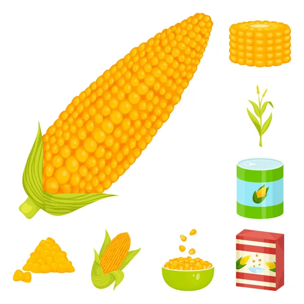 Diseño vectorial de maíz y símbolo alimenticio. Conjunto de maíz e icono de vector de cultivo para stock . — Vector de stock