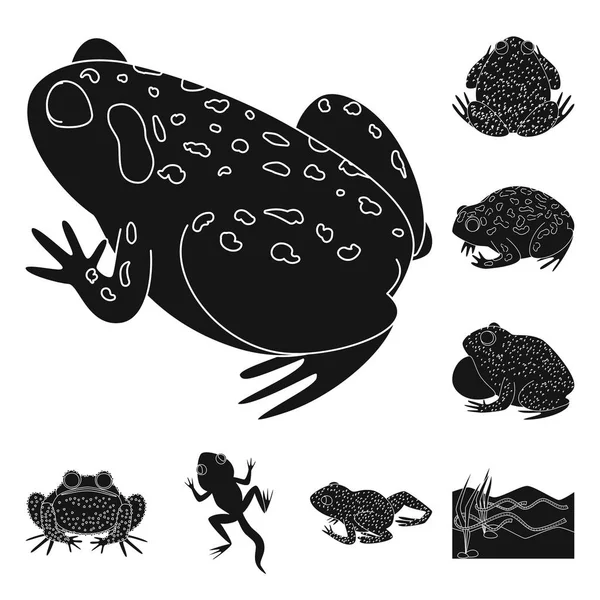 Diseño vectorial de fauna y signo de reptil. Conjunto de fauna y anuran stock vector ilustración . — Archivo Imágenes Vectoriales