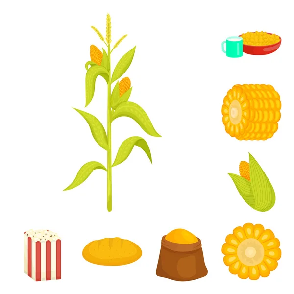 Ilustración vectorial de maíz y símbolo alimenticio. Conjunto de maíz y material de cultivo símbolo para web . — Vector de stock