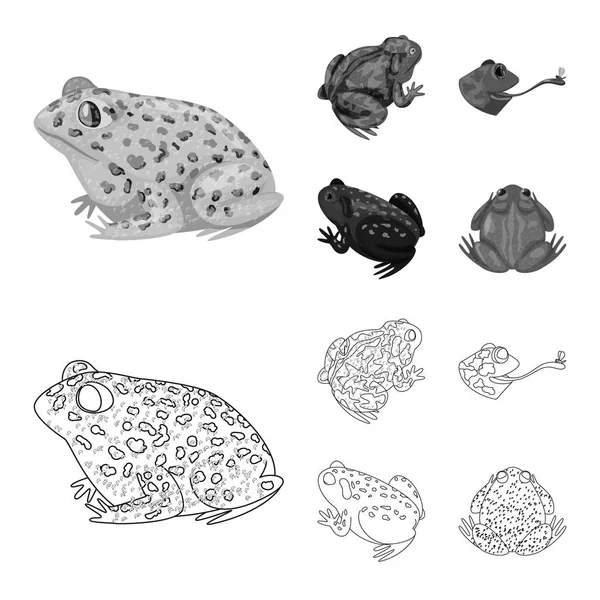 Ilustrație vectorială a faunei sălbatice și logo-ul bog. Set de faună sălbatică și pictogramă vectorială reptilă pentru stoc . — Vector de stoc
