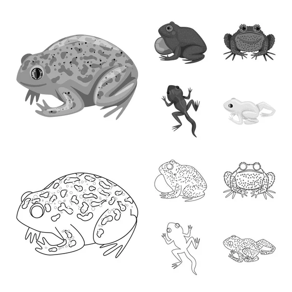 野生动物和沼泽符号的矢量插图。野生动物和爬行动物种群载体插图的收集. — 图库矢量图片