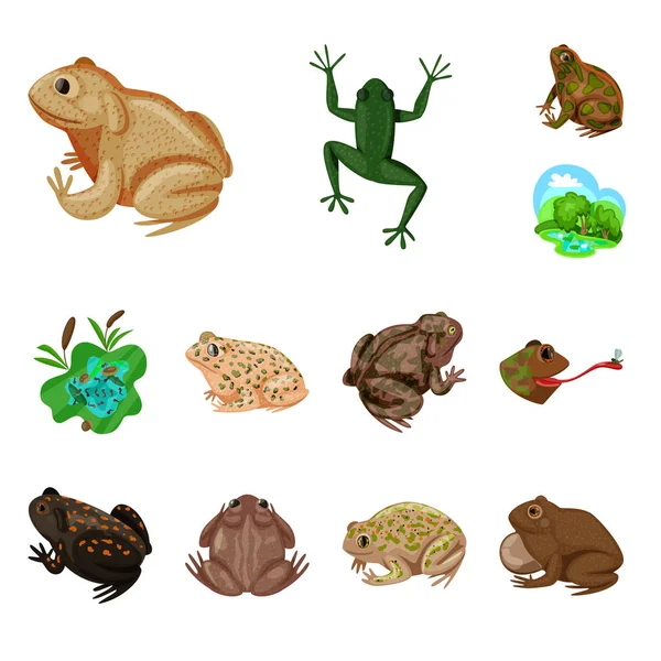 Vektor ilustrasi katak dan simbol anuran. Koleksi katak dan hewan simbol saham untuk web . - Stok Vektor
