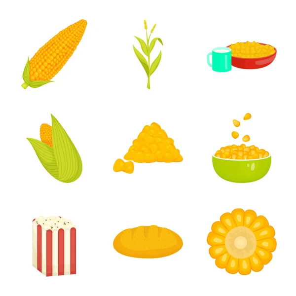 Wektor projekt kukurydzy i żywności ikona. Zestaw ilustracji wektorowych kukurydzy i roślin uprawnych. — Wektor stockowy