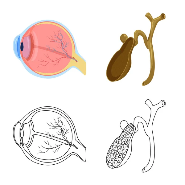 Vektorillustration des Körpers und des menschlichen Zeichens. Set von Körper und medizinischem Aktiensymbol für das Web. — Stockvektor