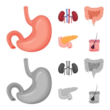 Vücut ve insan sembolü yalıtılmış nesne. Vücut ve web için tıbbi hisse senedi simgesi toplama.