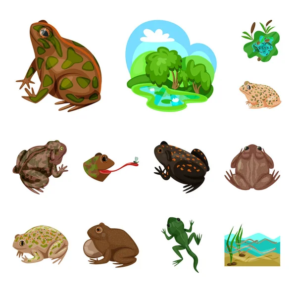개구리와 anuran 기호의 벡터 디자인입니다. 웹에 대 한 개구리와 동물 주식 기호의 컬렉션. — 스톡 벡터