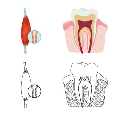 Vücut ve insan işareti vektör tasarımı. Vücut ve hisse senedi için tıbbi vektör ikon koleksiyonu.