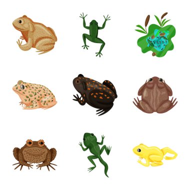 Vector illustration of frog and anuran icon. Collection of frog and animal vector icon for stock. clipart
