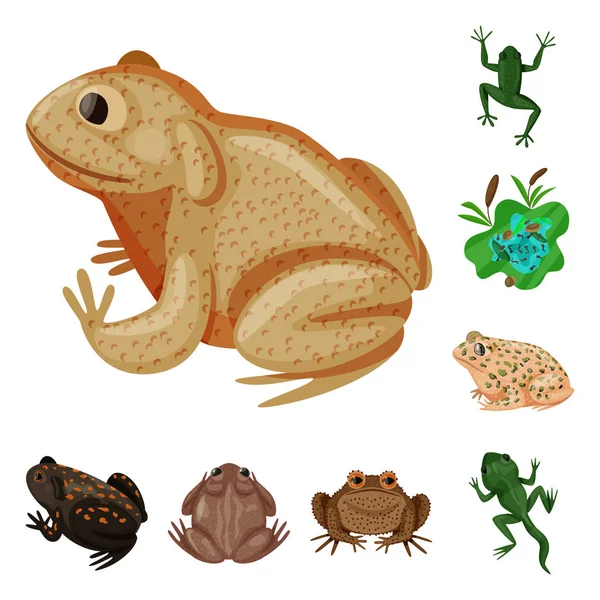 Diseño vectorial de rana y símbolo anuran. Colección de ilustración de vectores de ranas y animales . — Archivo Imágenes Vectoriales