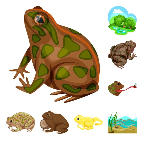 青蛙和阿努兰图标的孤立物体。青蛙和动物种群向量的汇集例证. — 图库矢量图片