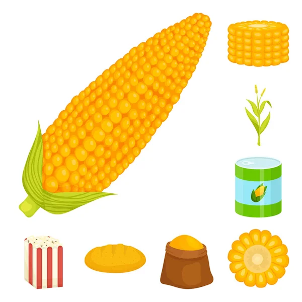 Diseño vectorial de maíz y símbolo alimenticio. Colección de maíz y material de cultivo símbolo para la web . — Archivo Imágenes Vectoriales