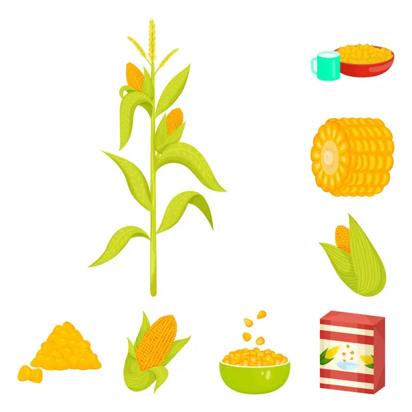 Diseño vectorial de maíz y símbolo alimenticio. Colección de maíz e icono de vector de cultivo para stock . — Vector de stock