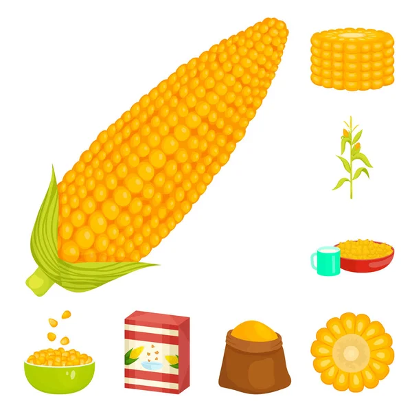 Ilustración vectorial de maíz y signo alimenticio. Colección de maíz y material de cultivo símbolo para la web . — Vector de stock