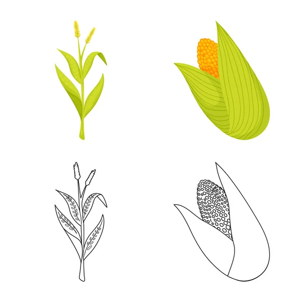 Векторная иллюстрация кукурузного поля и иконы овощей. Коллекция вегетарианских вегетарианских векторных иллюстраций . — стоковый вектор