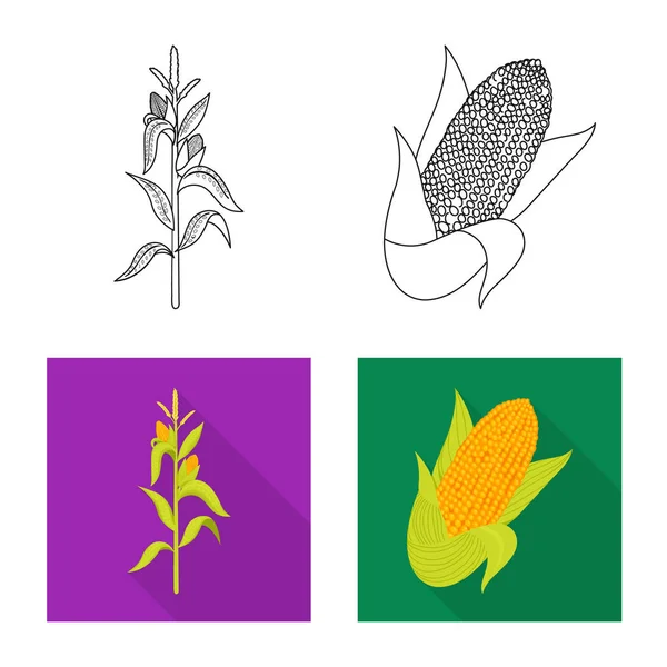 Isoliertes Objekt aus Maisfeld und Gemüselogo. Set aus Maisfeld und Vegetarier-Vektor-Symbol für Aktien. — Stockvektor