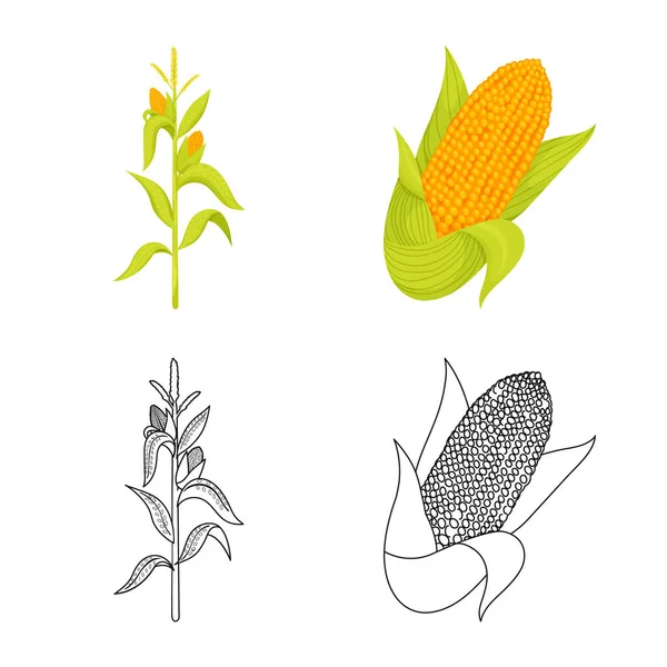 Illustrazione vettoriale del campo di grano e simbolo vegetale. Raccolta di illustrazione vettoriale del campo di grano e dello stock vegetariano . — Vettoriale Stock