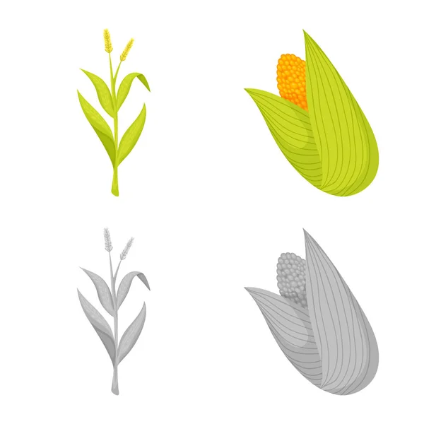 Objet isolé de champ de maïs et icône de légumes. Collection de champ de maïs et icône vectorielle végétarienne pour stock . — Image vectorielle