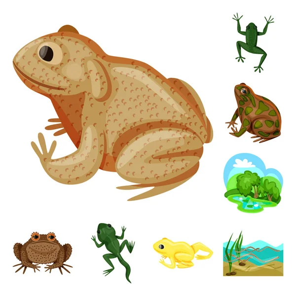 Diseño vectorial de rana e ícono de anuran. Conjunto de ilustración de vectores de ranas y animales . — Vector de stock