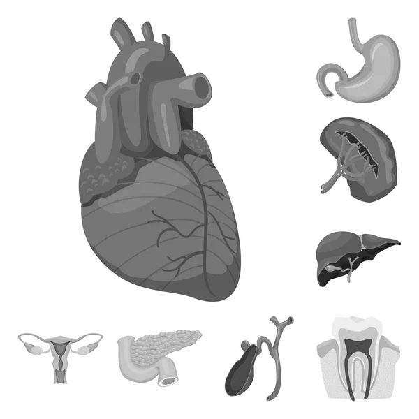 Ilustracja wektorowa ciała i ludzkim, znakiem. Zestaw ciała i medycznych wektor ikona na magazynie. — Wektor stockowy
