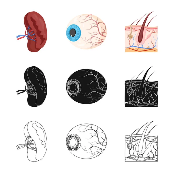 Objeto aislado de cuerpo y signo humano. Colección de cuerpo y el símbolo de stock médico para la web . — Vector de stock