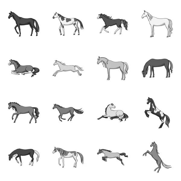 Projeto vetorial de equitação e sinal de mustang. Coleção de equitação e símbolo de estoque equestre de web . —  Vetores de Stock
