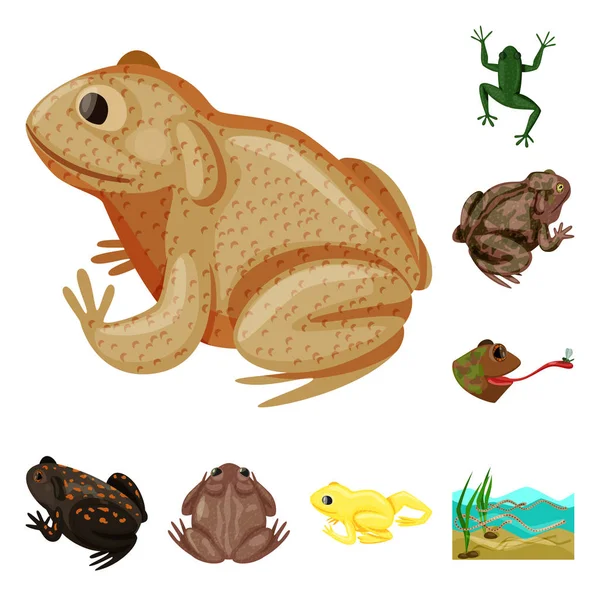 Diseño vectorial de rana y símbolo anuran. Conjunto de ilustración de vectores de ranas y animales . — Archivo Imágenes Vectoriales