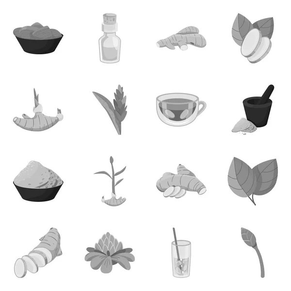 Diseño vectorial del icono de especias e ingredientes. Colección de especias y símbolo de stock de producto para web . — Vector de stock
