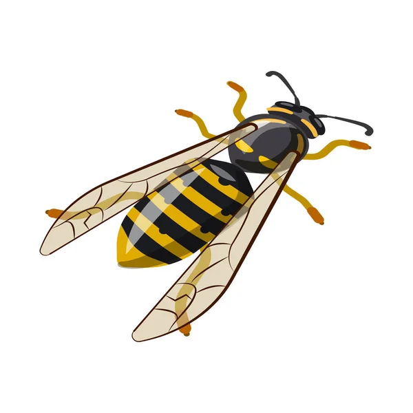 Diseño vectorial de abeja y miel icono. Colección de abejas y naturaleza símbolo de stock para la web . — Vector de stock
