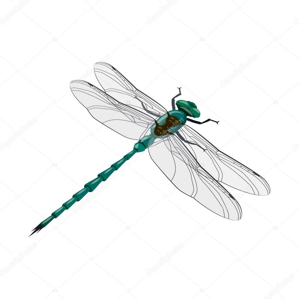 Vector design of dragonfly and colorful logo. Set of dragonfly and beauty stock vector illustration.