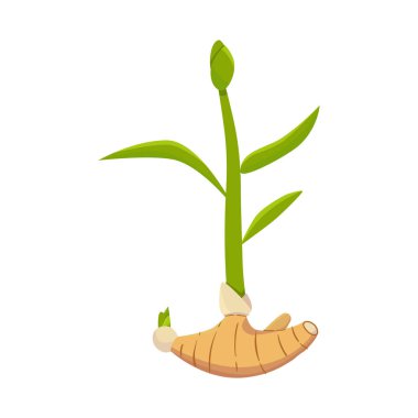 Kök ve zencefil logosu izole nesne. Stok için kök ve ilaç vektör simgesinin toplanması.