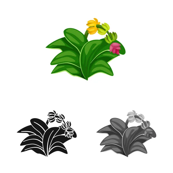 Векторный дизайн листа и бананового логотипа. Коллекция векторных значков листьев и джунглей для склада . — стоковый вектор